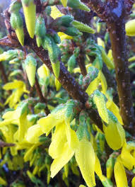Attēlu rezultāti vaicājumam “Forsythia intermedia flower”