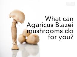 Attēlu rezultāti vaicājumam “Agaricus”