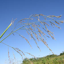 Attēlu rezultāti vaicājumam “Glyceria striata fruit”