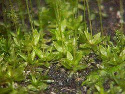 Attēlu rezultāti vaicājumam “Funaria hygrometrica sporophyte”