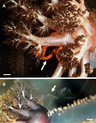 Image result for Cucumaria frondosa