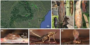 Attēlu rezultāti vaicājumam “Lasioptera rubi”