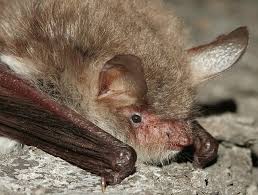 Attēlu rezultāti vaicājumam “Myotis nattereri”