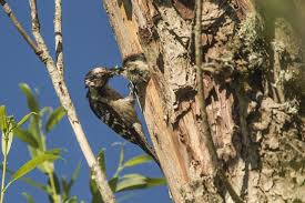 Attēlu rezultāti vaicājumam “Dendrocopos minor”