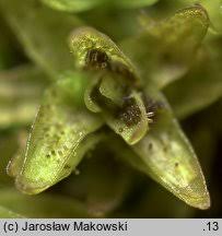 Attēlu rezultāti vaicājumam “Orthotrichum, Nyholmiella”