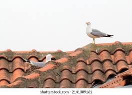 Attēlu rezultāti vaicājumam “Larus argentatus nest”