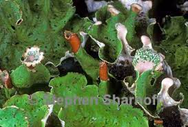 Attēlu rezultāti vaicājumam “Peltigera leucophlebia”