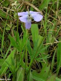 Attēlu rezultāti vaicājumam “Viola canina fruit”