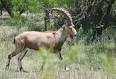 ibex facts
