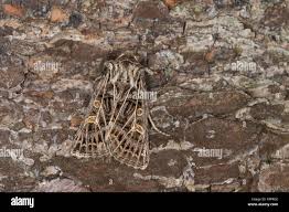 Attēlu rezultāti vaicājumam “Tholera decimalis male”