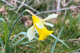 Attēlu rezultāti vaicājumam “Narcissus”