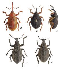 Attēlu rezultāti vaicājumam “Curculionidae”
