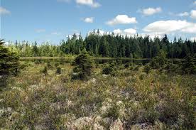 Attēlu rezultāti vaicājumam “Carex pauciflora”