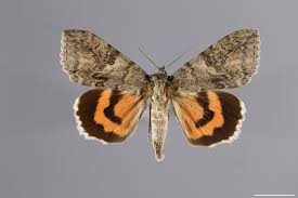 Attēlu rezultāti vaicājumam “Catocala nupta”