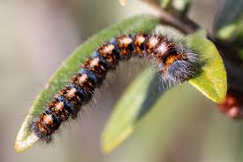 Attēlu rezultāti vaicājumam “Lasiocampa quercus”