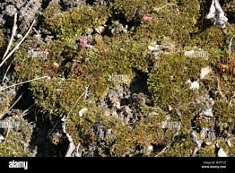 Attēlu rezultāti vaicājumam “Bryum rubens”