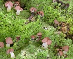 Attēlu rezultāti vaicājumam “Baeomyces rufus”