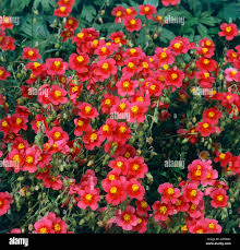 Attēlu rezultāti vaicājumam “Helianthemum x hybridum”