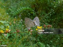Attēlu rezultāti vaicājumam “Everes argiades male”