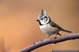 Attēlu rezultāti vaicājumam “Lophophanes cristatus adult”