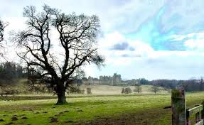 Image result for Alnwick Harriers