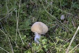 Attēlu rezultāti vaicājumam “Rozites caperata”