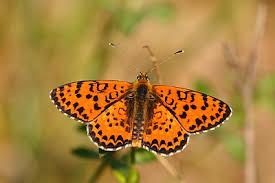 Attēlu rezultāti vaicājumam “Melitaea didyma underside”