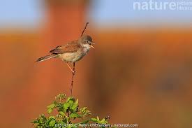 Attēlu rezultāti vaicājumam “Sylvia communis”