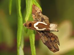 Attēlu rezultāti vaicājumam “Epiblema foenella”