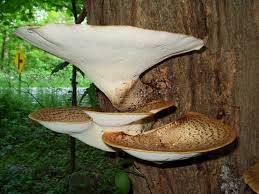 Attēlu rezultāti vaicājumam “Polyporus squamosus”