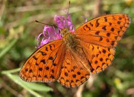 Attēlu rezultāti vaicājumam “Argynnis adippe”