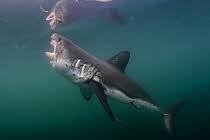 Image result for Lamna ditropis