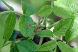 Attēlu rezultāti vaicājumam “Juglans cinerea”