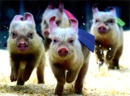 Image result for Stone Lawn Tennis & Squash Club