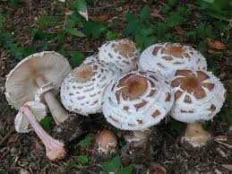 Attēlu rezultāti vaicājumam “Macrolepiota rhacodes”