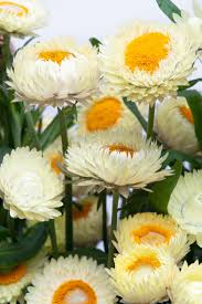 Image result for Helichrysum bracteatum