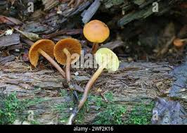 Attēlu rezultāti vaicājumam “Gymnopilus picreus”