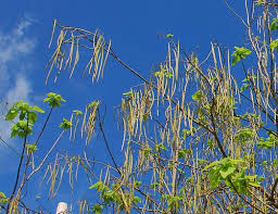 Attēlu rezultāti vaicājumam “Catalpa ovata fruit”