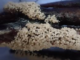 Attēlu rezultāti vaicājumam “Diderma chondrioderma spores”