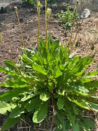 Attēlu rezultāti vaicājumam “Taraxacum suecicum leaf”