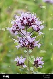 Attēlu rezultāti vaicājumam “Origanum majorana”