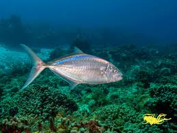 Image result for Caranx ruber