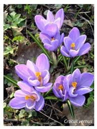 Attēlu rezultāti vaicājumam “Crocus vernus subsp. vernus”