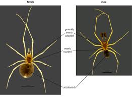Attēlu rezultāti vaicājumam “Neottiura bimaculata female”