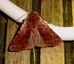 Attēlu rezultāti vaicājumam “Cerastis rubricosa”