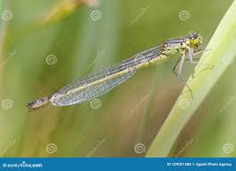 Attēlu rezultāti vaicājumam “Coenagrion armatum female”