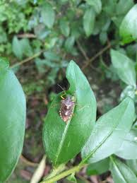 Attēlu rezultāti vaicājumam “Elasmostethus interstinctus nymph”