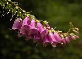 Attēlu rezultāti vaicājumam “Digitalis purpurea flower”
