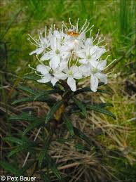 Attēlu rezultāti vaicājumam “Ledum palustre leaf”