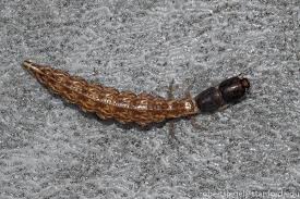 Attēlu rezultāti vaicājumam “Raphidioptera larva”